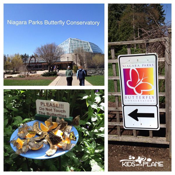 Thousands of Butterflies at Niagara Parks Butterfly Conservatory